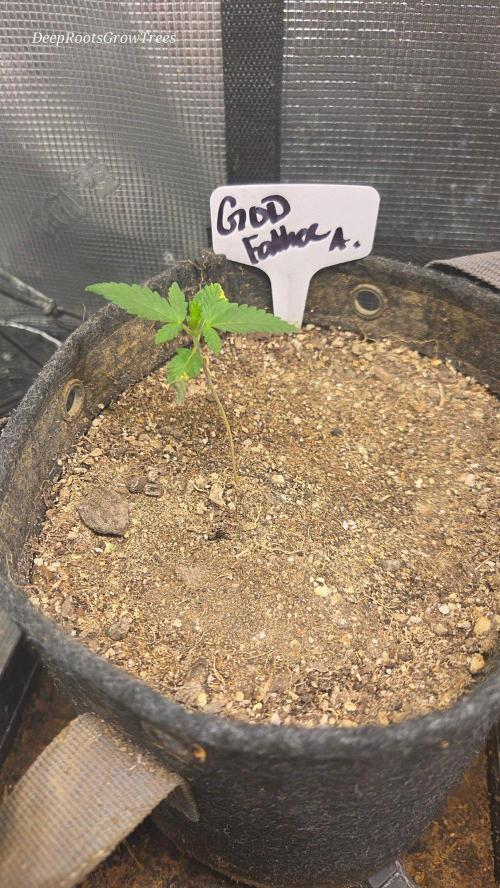 GODFATHER OG AUTO. Week 2