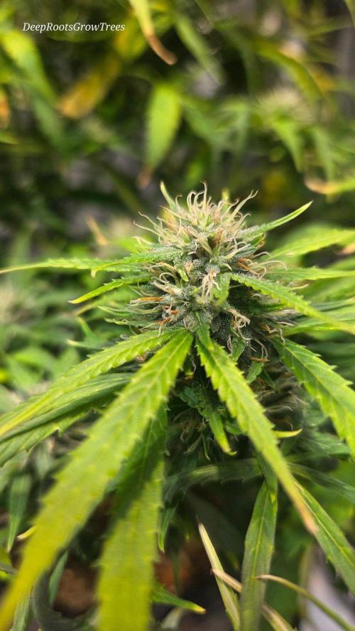 AUTO BLACK OPIUM. Week 10