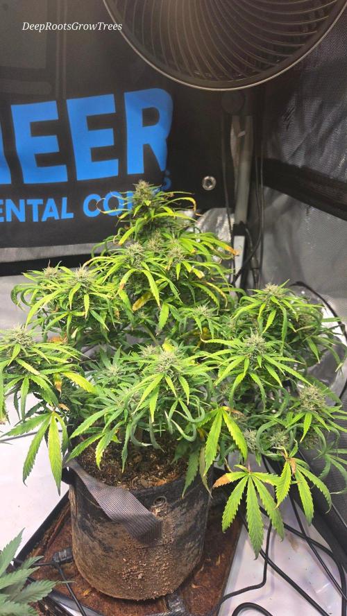 AUTO BLACK OPIUM. Week 10