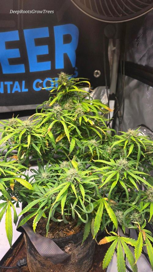 AUTO BLACK OPIUM. Week 10