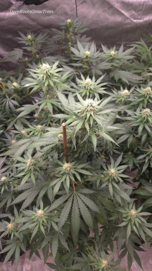 ORANGE 🍊 SHERBERT / FASTBUDS 420. Week 11