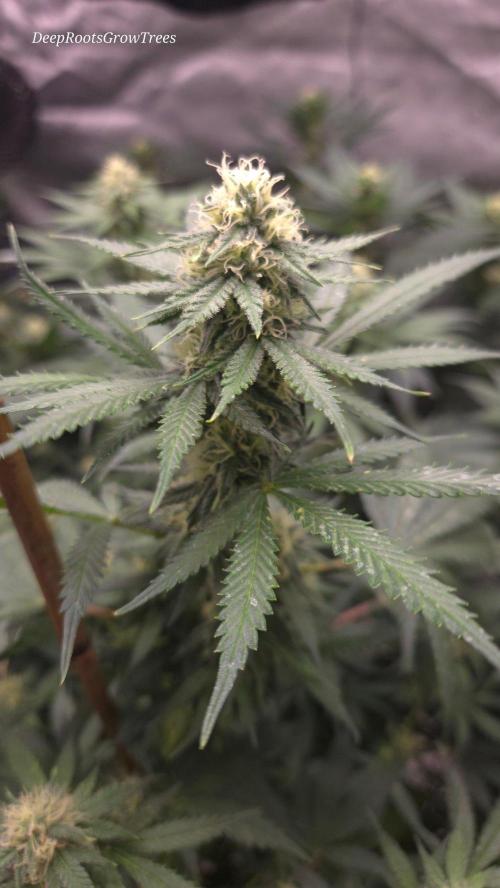 ORANGE 🍊 SHERBERT / FASTBUDS 420. Week 11