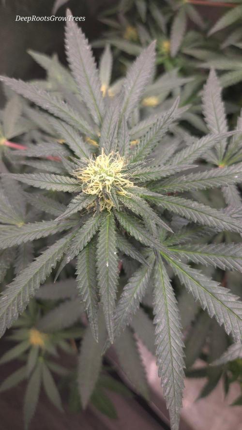 GG4 SHERBERT FF / FASTBUDS 420. Week 11
