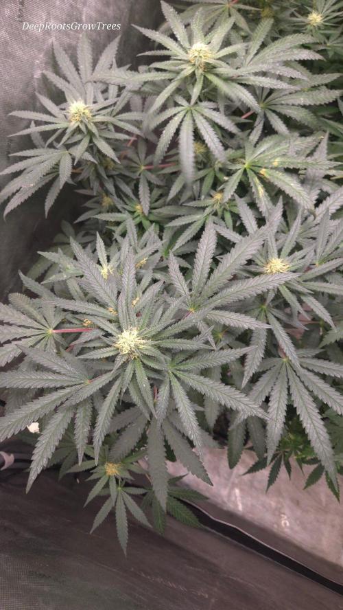 GG4 SHERBERT FF / FASTBUDS 420. Week 11