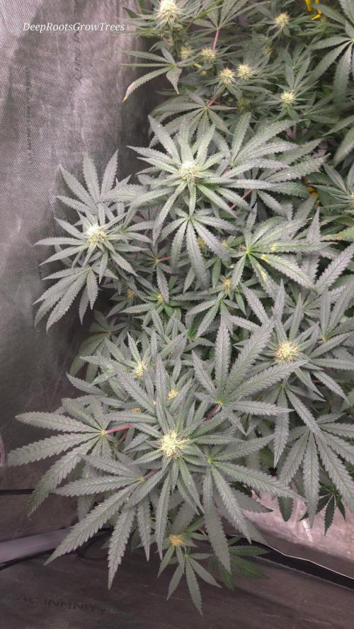 GG4 SHERBERT FF / FASTBUDS 420. Week 11