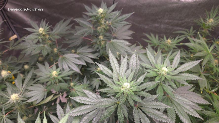 CANDY 🍫 / DIVINE SEEDS. Week 11