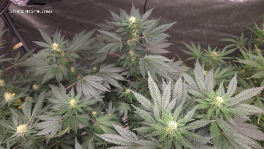 CANDY 🍫 / DIVINE SEEDS. Week 11