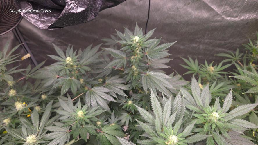 CANDY 🍫 / DIVINE SEEDS. Week 11