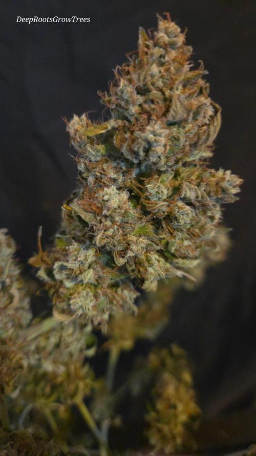 MIMOSA  AUTO. Week 15