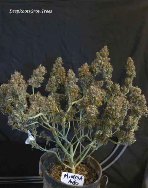 MIMOSA  AUTO. Week 15