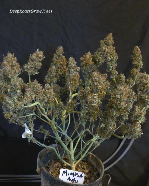 MIMOSA  AUTO. Week 15