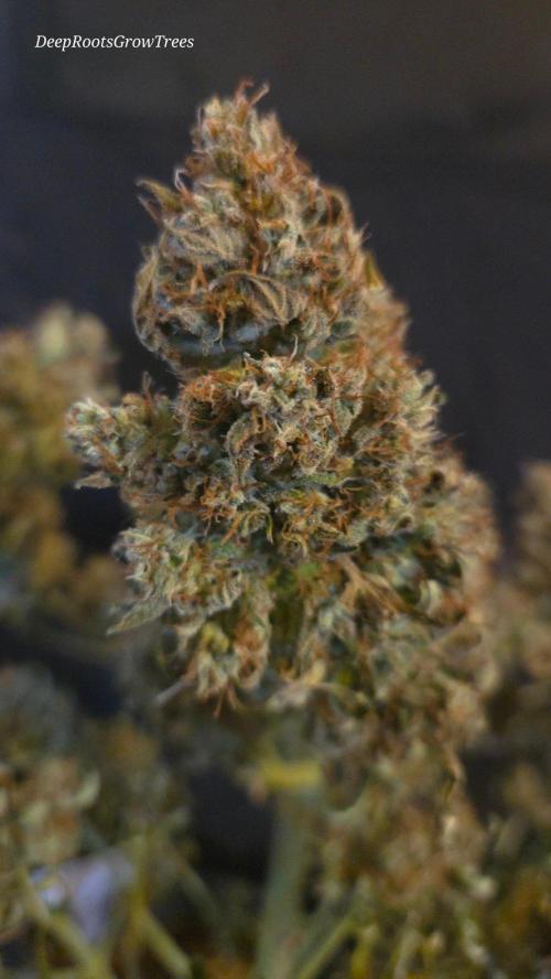 MIMOSA  AUTO. Week 15