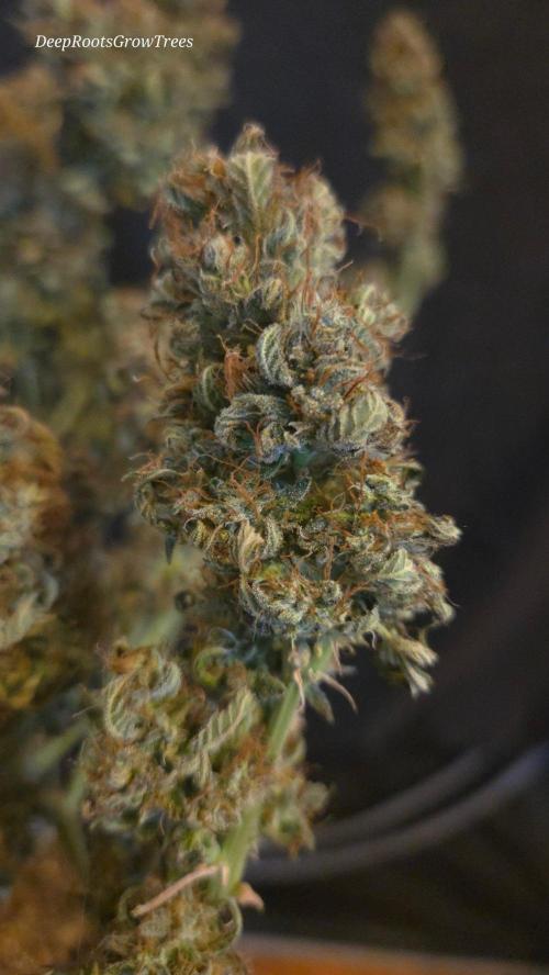 MIMOSA  AUTO. Week 15