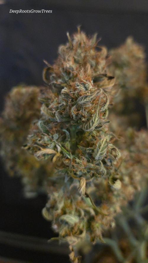 MIMOSA  AUTO. Week 15
