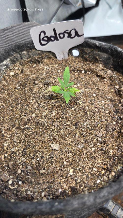 GOLOSA DELICIOUS SEED. Week 2