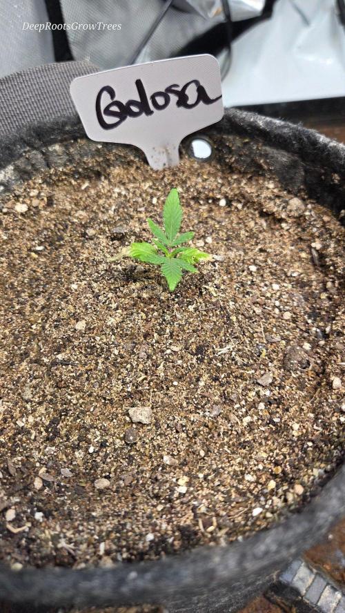 GOLOSA DELICIOUS SEED. Week 2