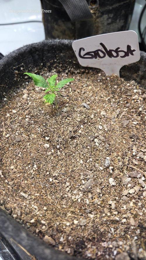 GOLOSA DELICIOUS SEED. Week 2