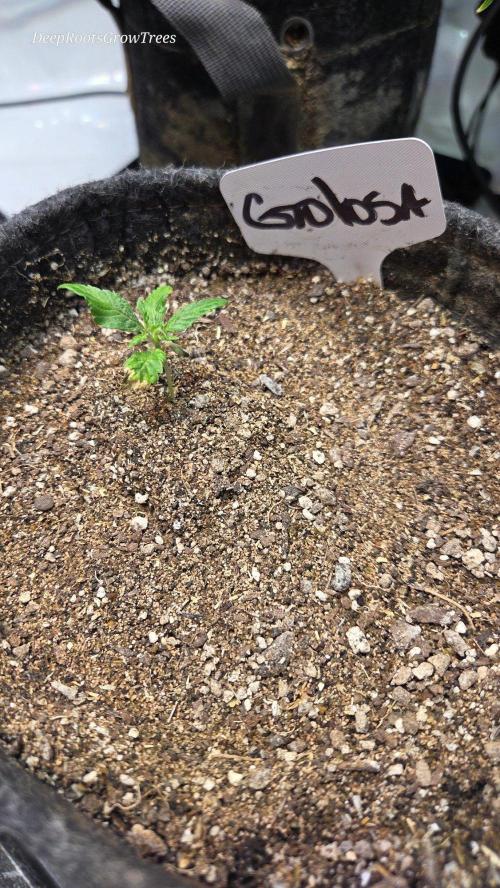 GOLOSA DELICIOUS SEED. Week 2