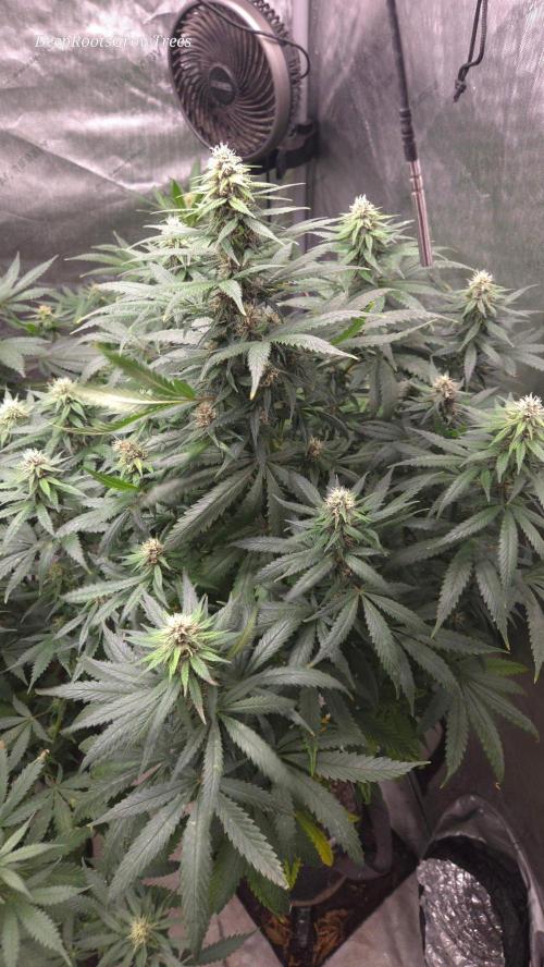 SPECIAL GROW CBD/THC. Week 12