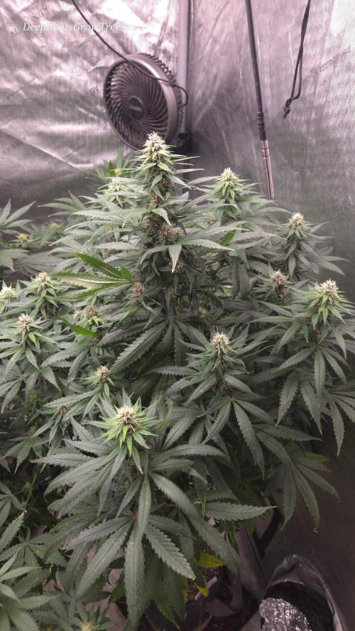 SPECIAL GROW CBD/THC. Week 12