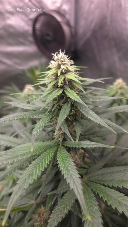 SPECIAL GROW CBD/THC. Week 12