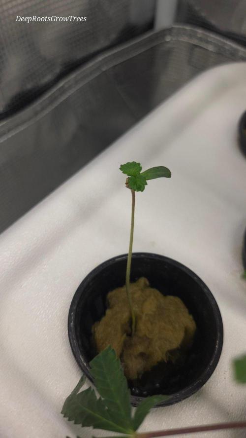 SKUNK #1 AUTOMATIC PLANT B. Week 0