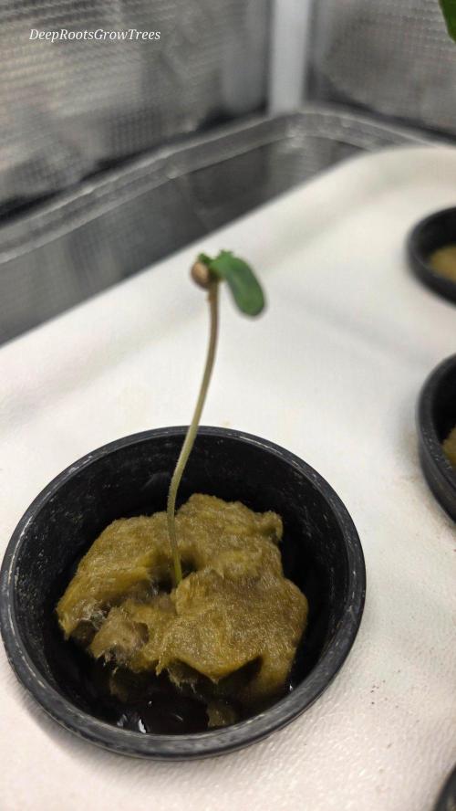 SKUNK #1 AUTOMATIC PLANT B. Week 0