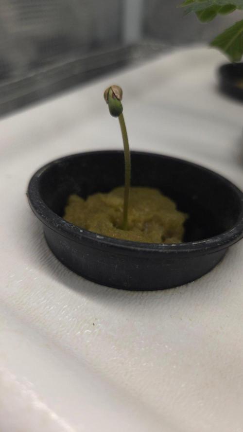 SKUNK #1 AUTOMATIC PLANT B. Week 0