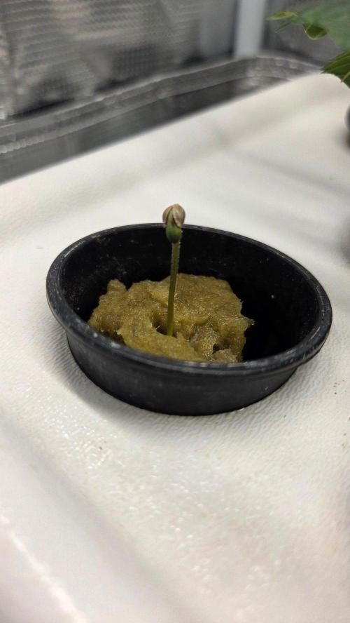 SKUNK #1 AUTOMATIC PLANT B. Week 0