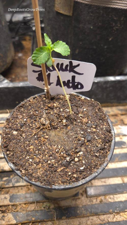 SKUNK #1 AUTOMATIC PLANT B. Week 1