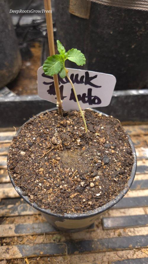 SKUNK #1 AUTOMATIC PLANT B. Week 1