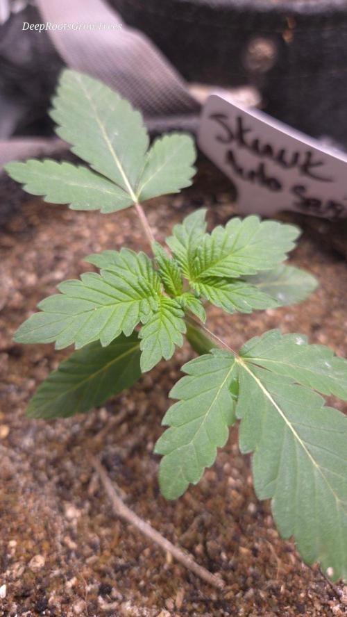 SKUNK #1 AUTOMAATIC. Week 2
