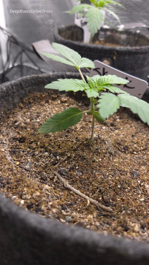 SKUNK #1 AUTOMAATIC. Week 2