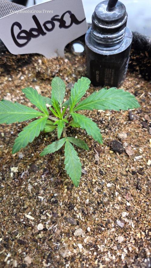 GOLOSA DELICIOUS SEED. Week 3