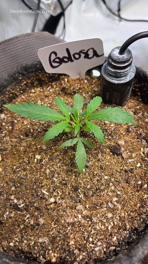 GOLOSA DELICIOUS SEED. Week 3