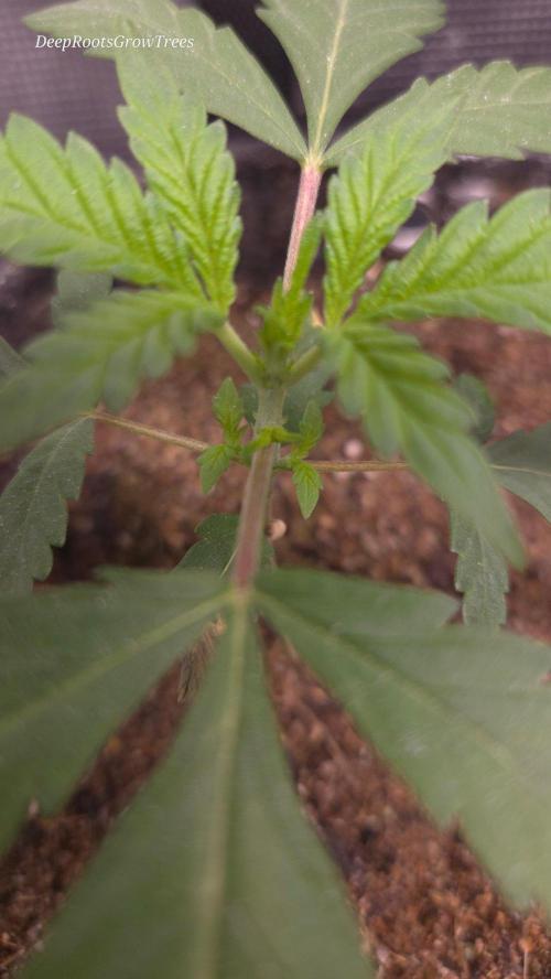 GODFATHER OG AUTO. Week 3