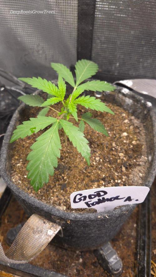 GODFATHER OG AUTO. Week 3