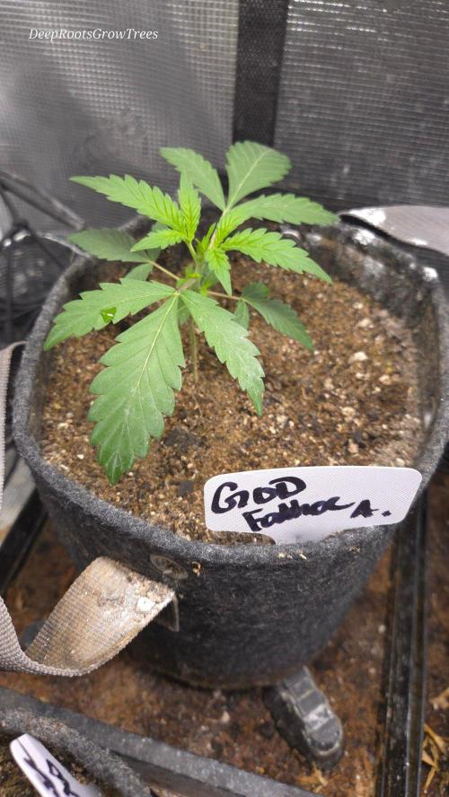 GODFATHER OG AUTO. Week 3