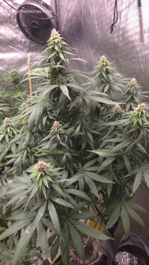 SPECIAL GROW CBD/THC. Week 13