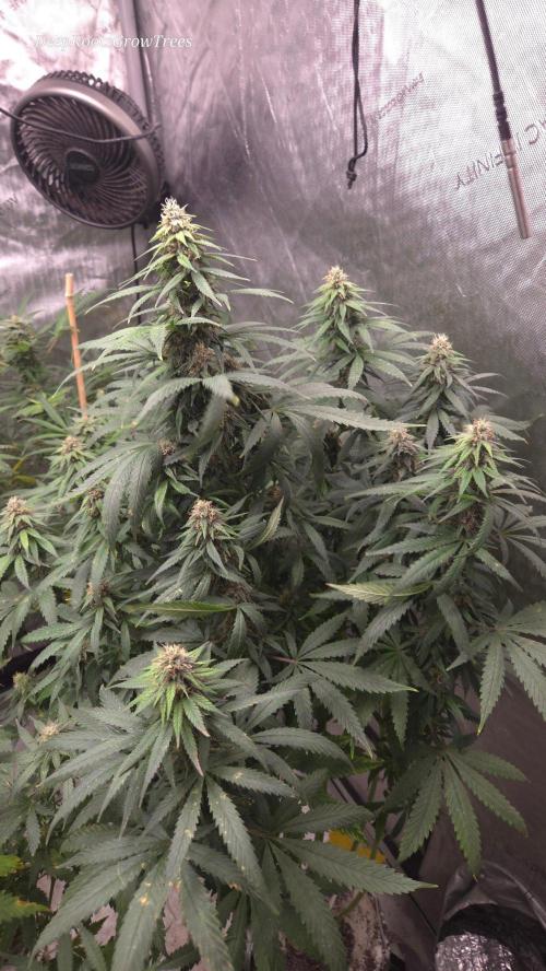 SPECIAL GROW CBD/THC. Week 13
