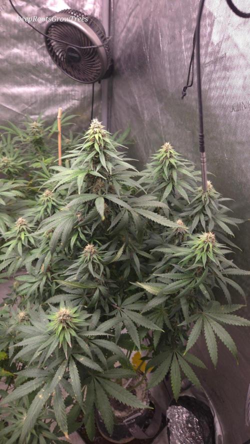 SPECIAL GROW CBD/THC. Week 13