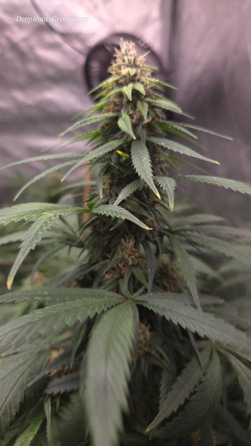 SPECIAL GROW CBD/THC. Week 13