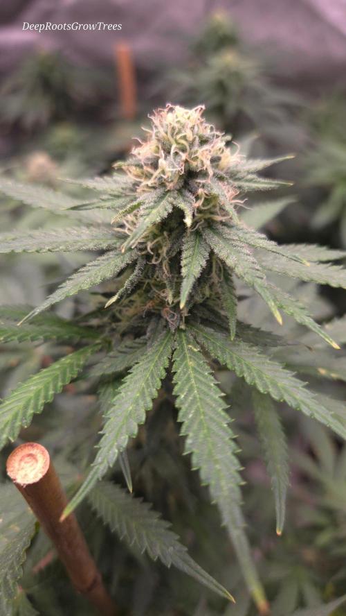 ORANGE 🍊 SHERBERT / FASTBUDS 420. Week 12