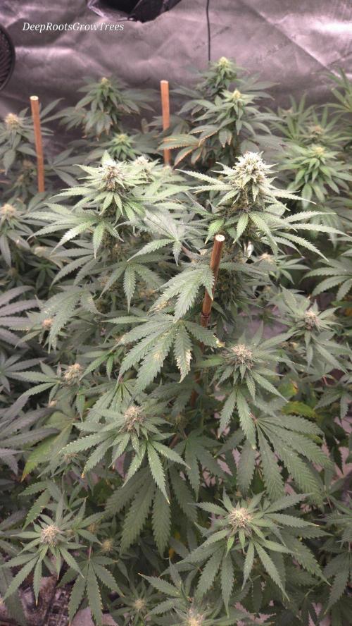 ORANGE 🍊 SHERBERT / FASTBUDS 420. Week 12