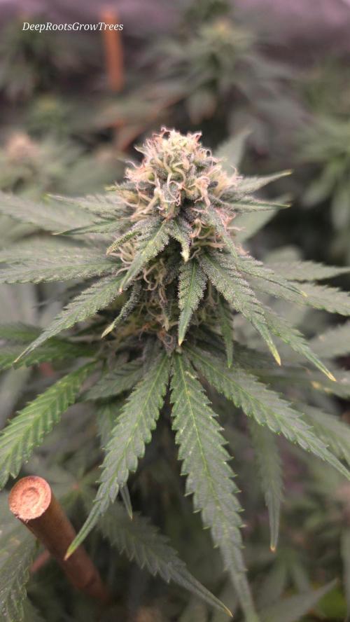 ORANGE 🍊 SHERBERT / FASTBUDS 420. Week 12