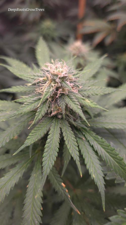 ORANGE 🍊 SHERBERT / FASTBUDS 420. Week 12