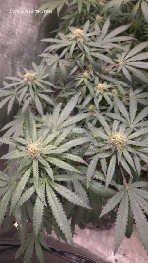 GG4 SHERBERT FF / FASTBUDS 420. Week 12