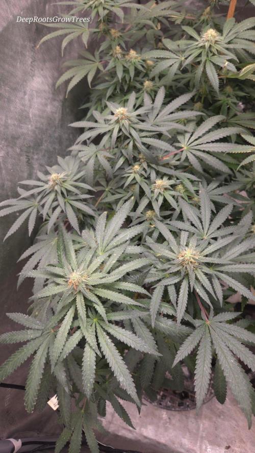 GG4 SHERBERT FF / FASTBUDS 420. Week 12