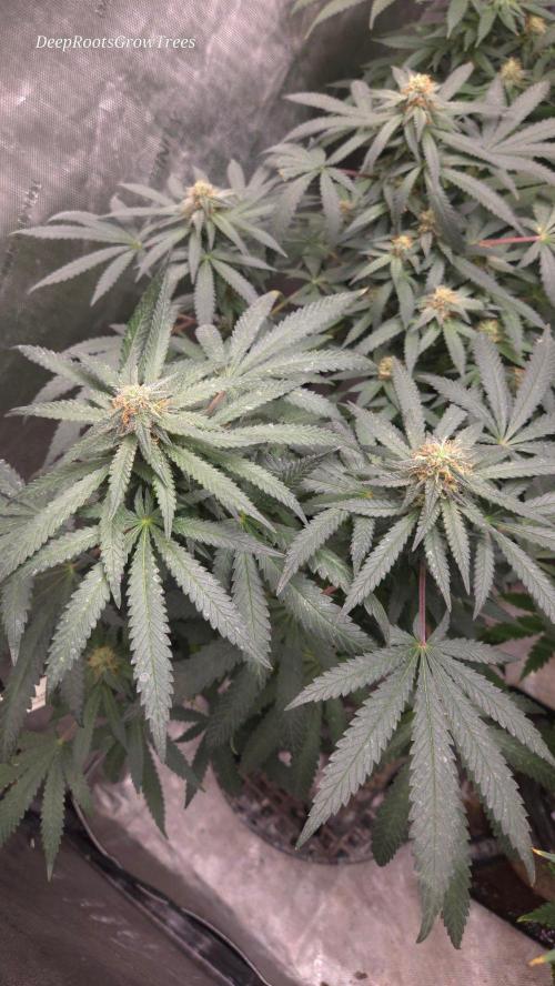 GG4 SHERBERT FF / FASTBUDS 420. Week 12