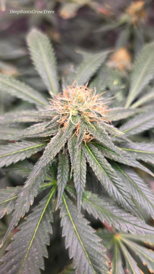 GG4 SHERBERT FF / FASTBUDS 420. Week 12